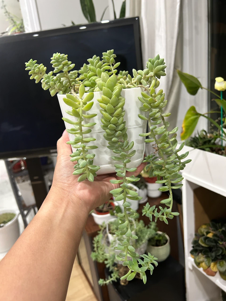 Burrows Tail Succulent - photo 4