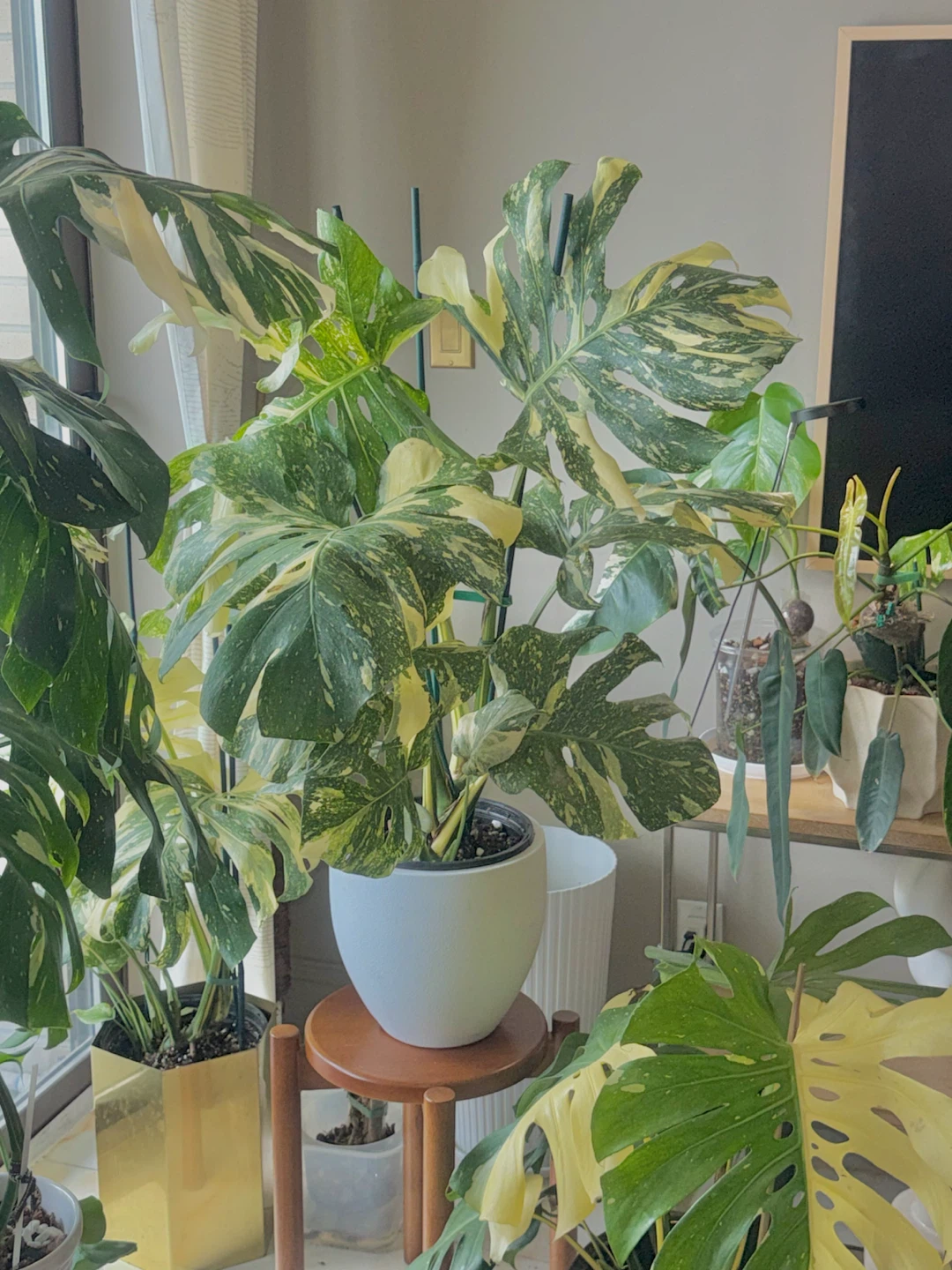 Huge size High variegation Monstera Thai Con