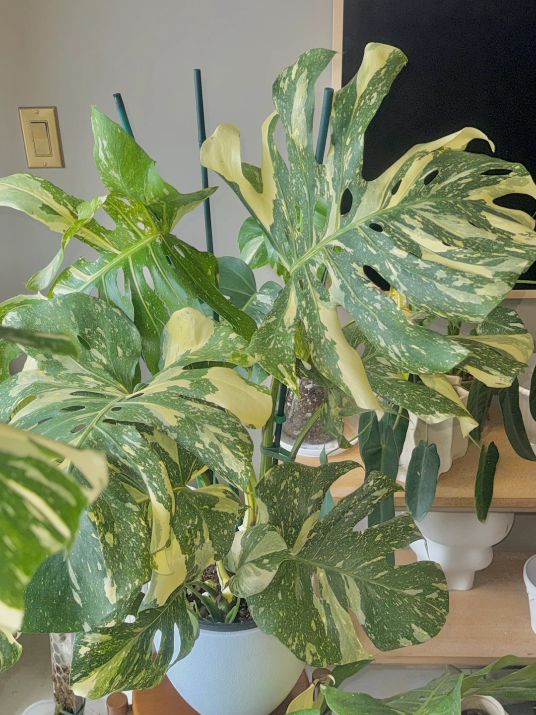 Huge size High variegation Monstera Thai Con - photo 2