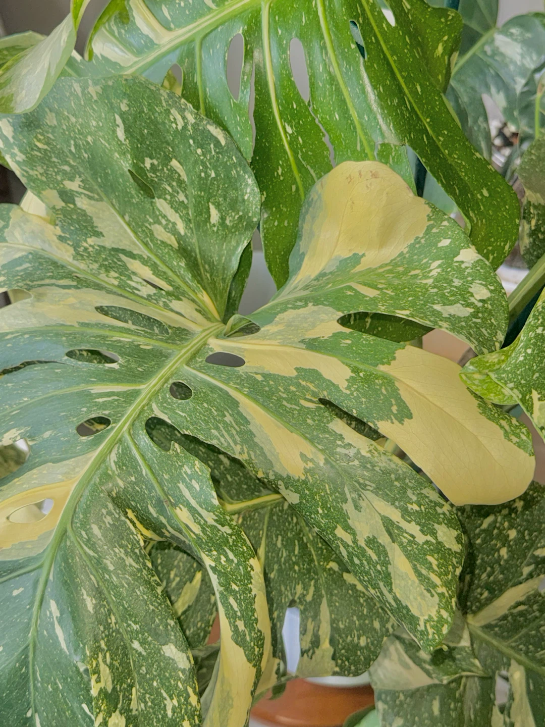 Huge size High variegation Monstera Thai Con - photo 3