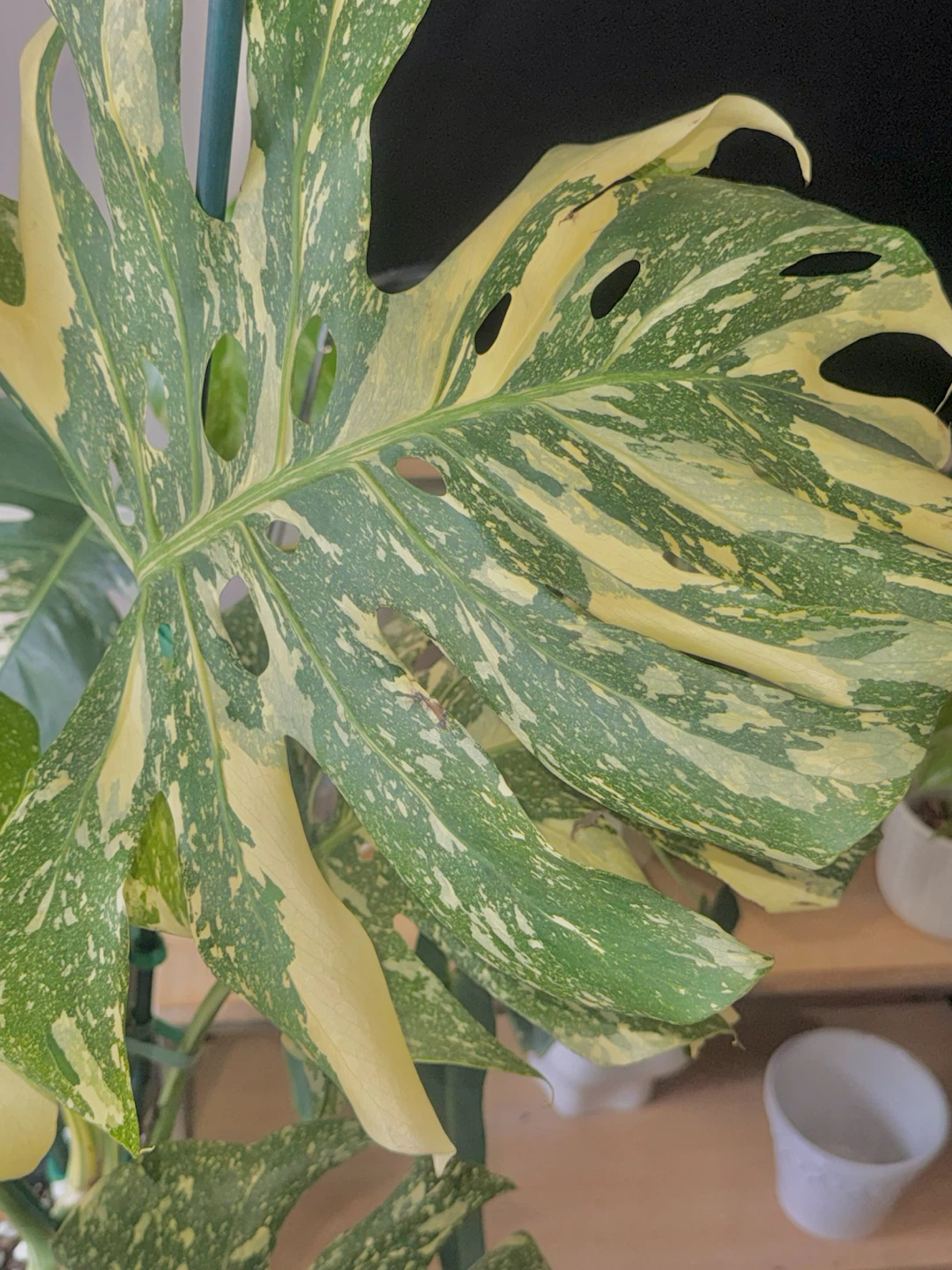 Huge size High variegation Monstera Thai Con - photo 4