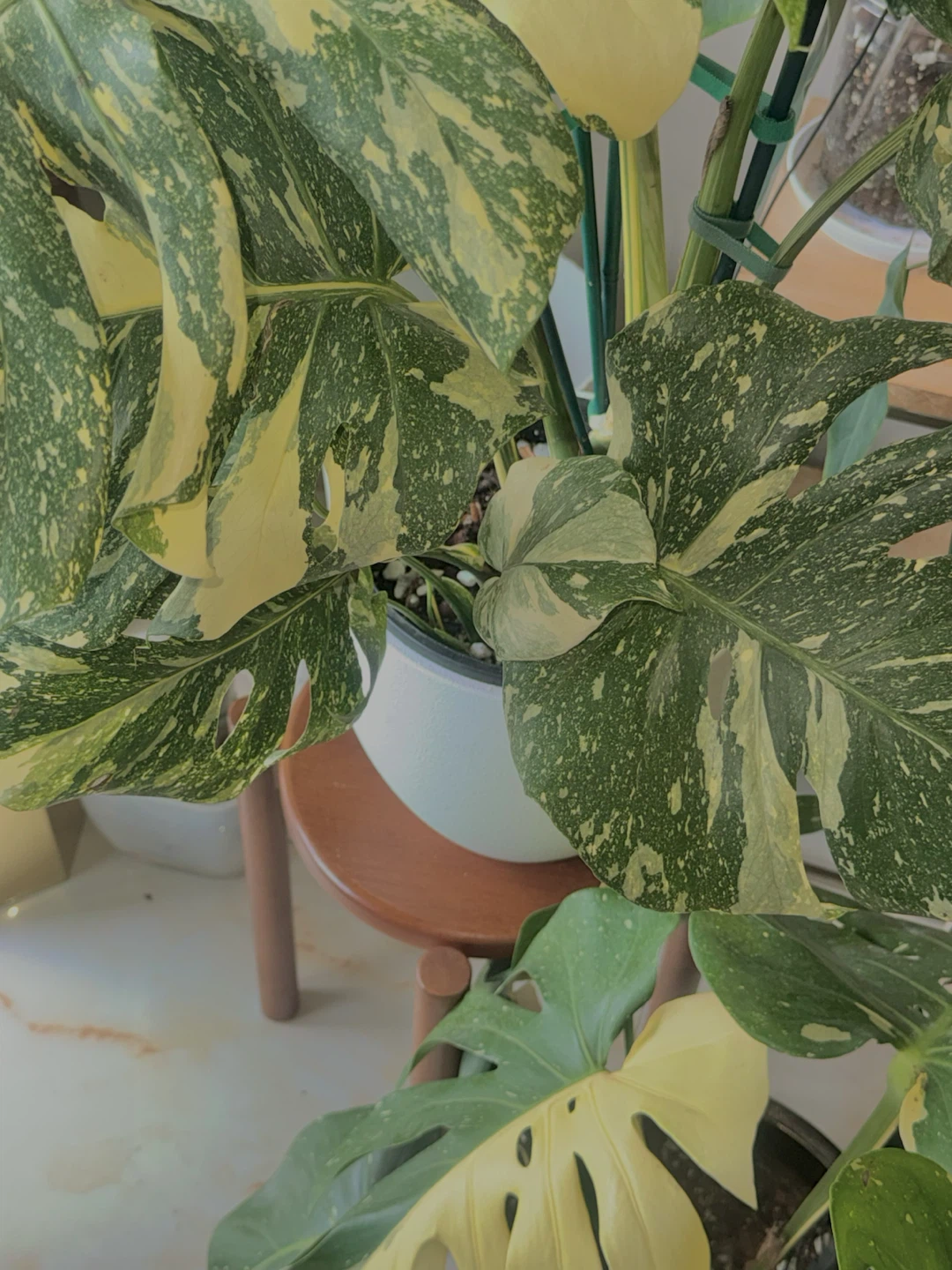 Huge size High variegation Monstera Thai Con - photo 5