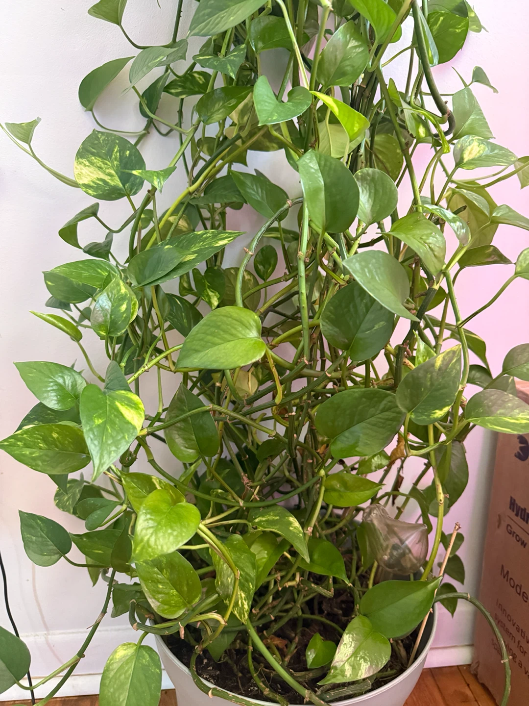 Pothos Plant cutting