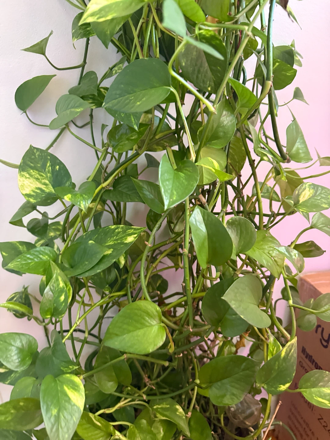 Pothos Plant cutting - photo 2