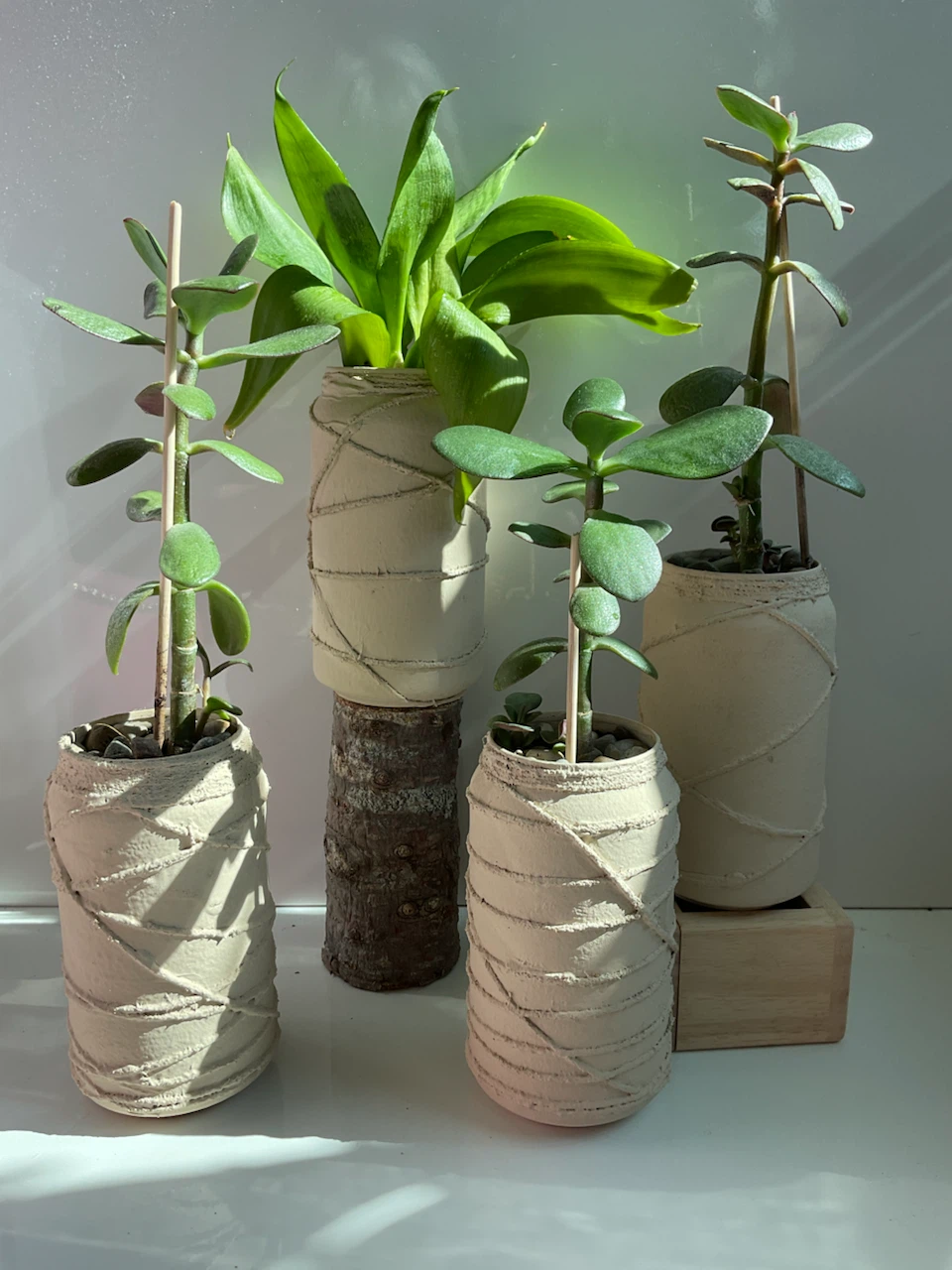 Potted Jade and Snake Plants