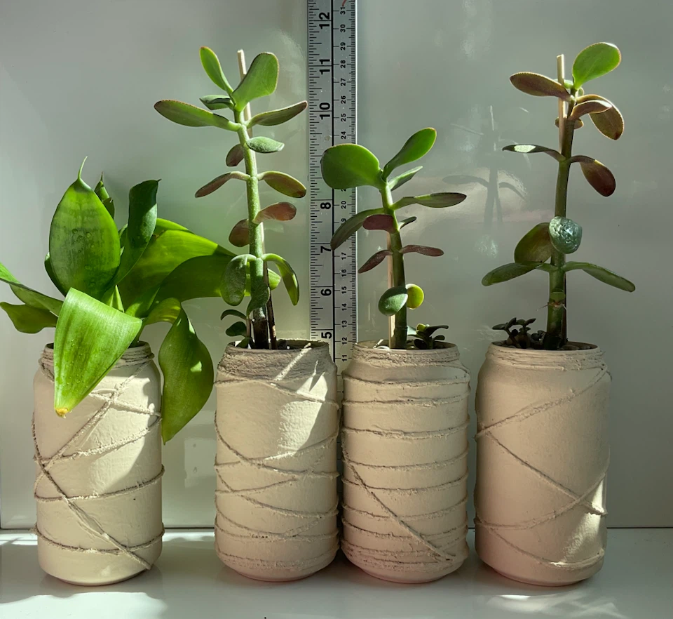 Potted Jade and Snake Plants - photo 2