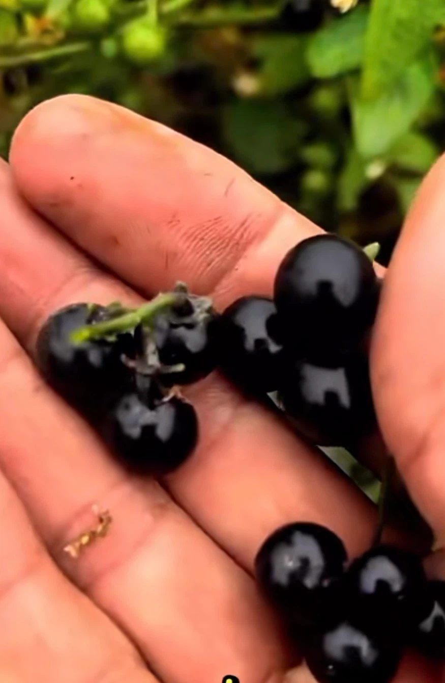 Black Nightshade Plant with Berries