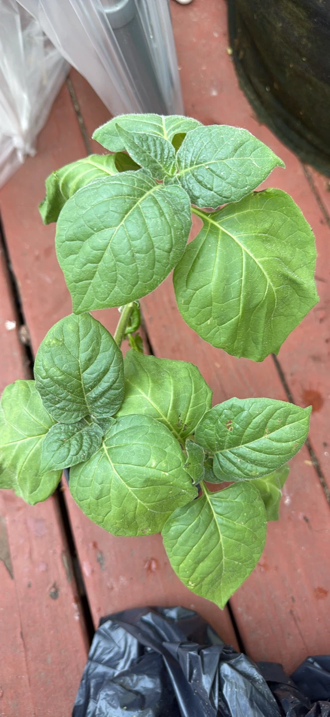 Black Nightshade Plant with Berries - photo 2