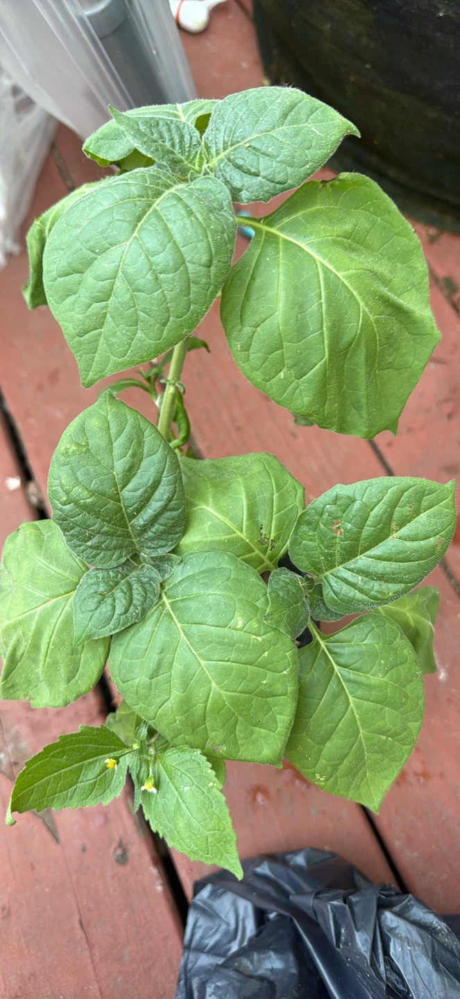 Black Nightshade Plant with Berries - photo 3