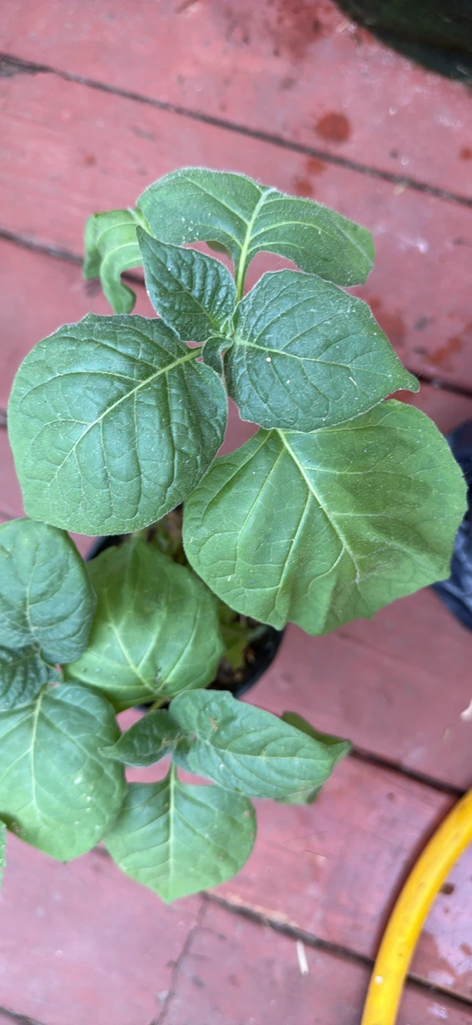 Black Nightshade Plant with Berries - photo 4