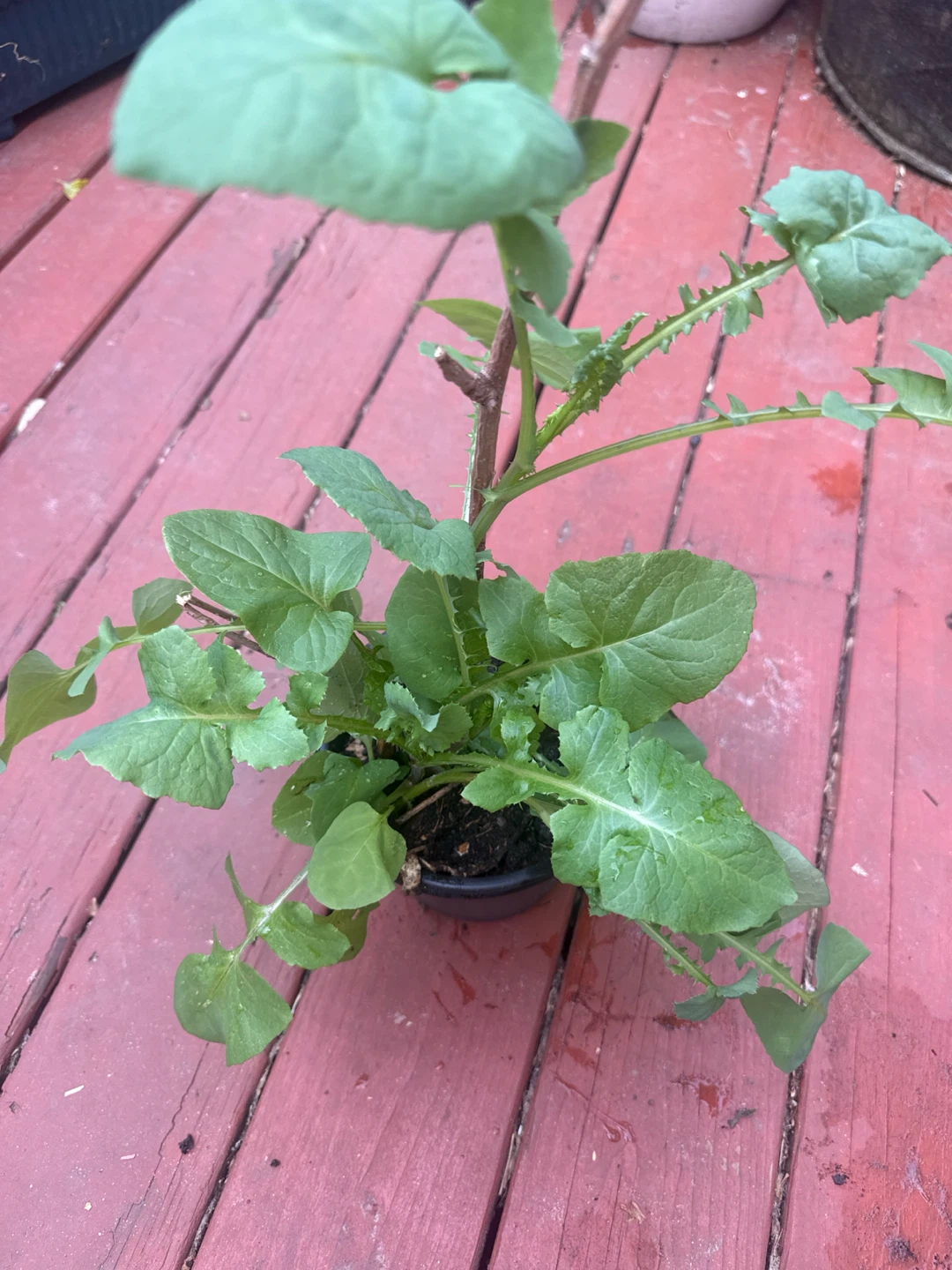 Black Nightshade Plant with Berries - photo 5