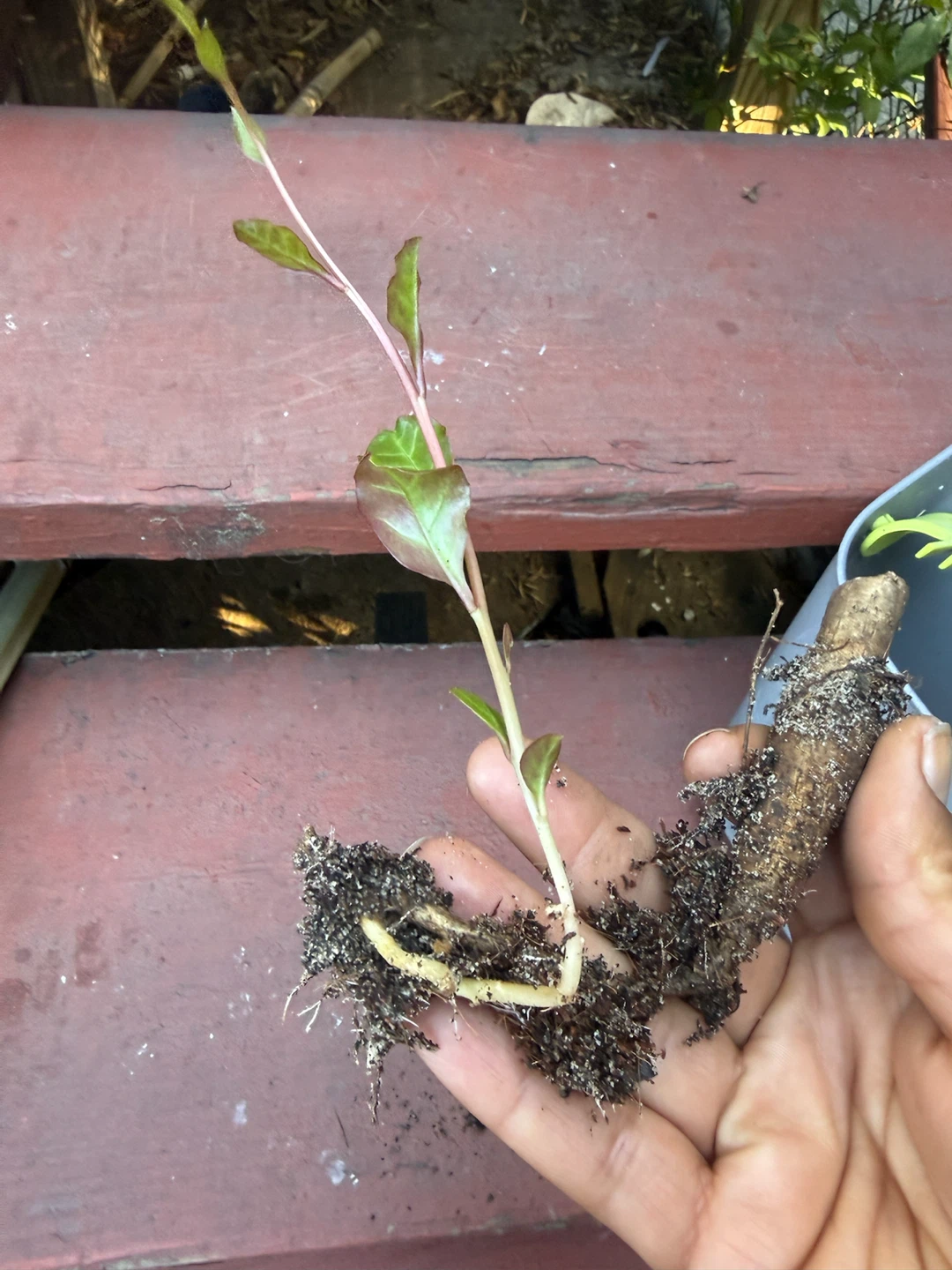 Live Plant Cutting with Roots