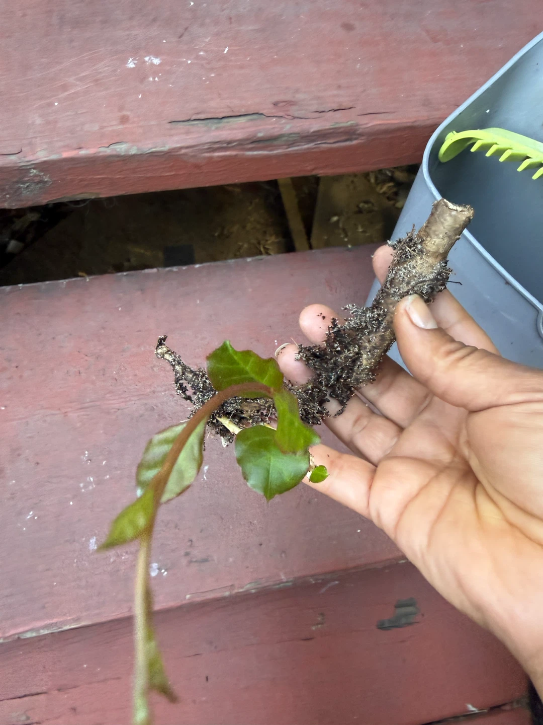Live Plant Cutting with Roots - photo 2