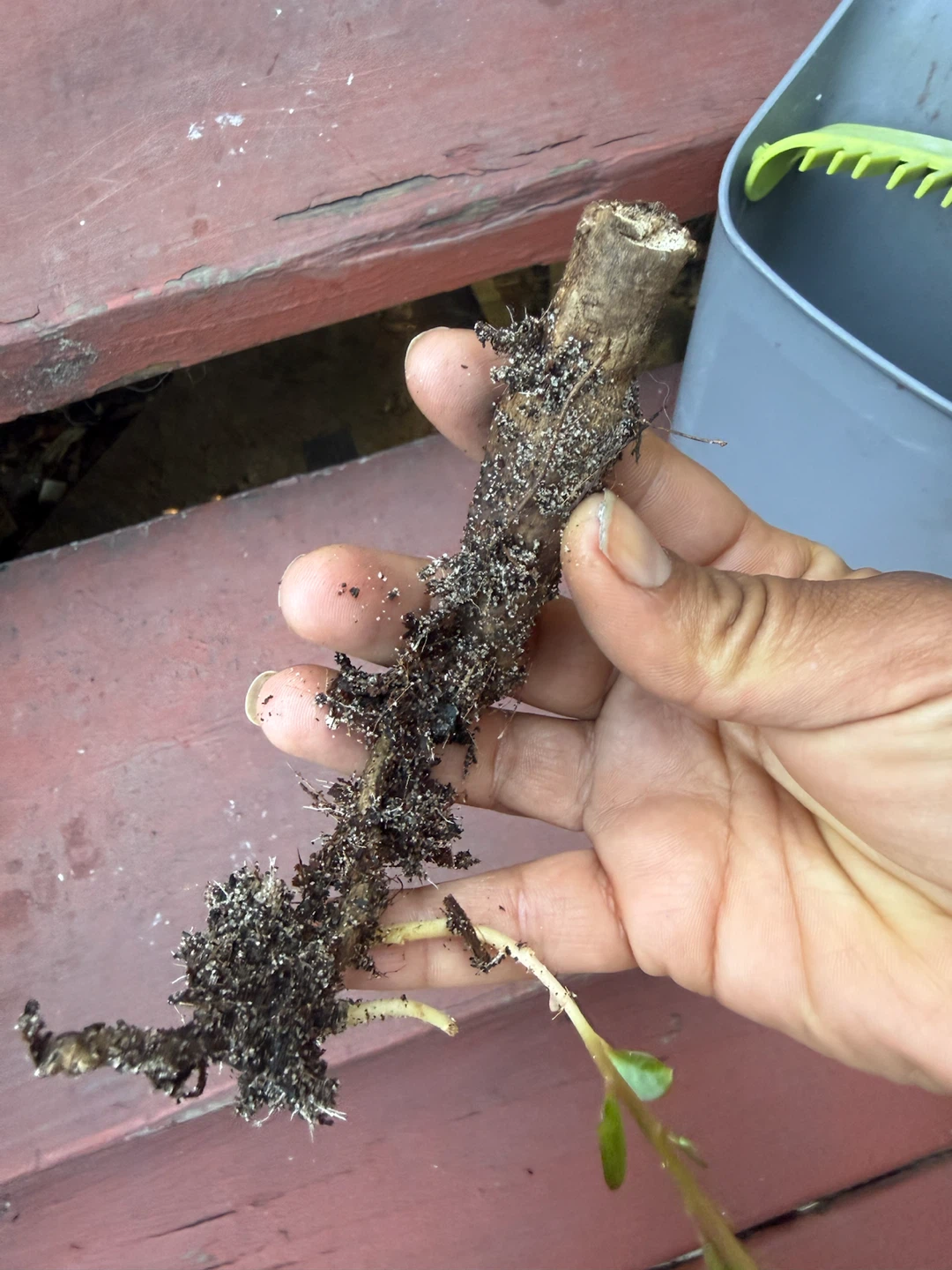 Live Plant Cutting with Roots - photo 3