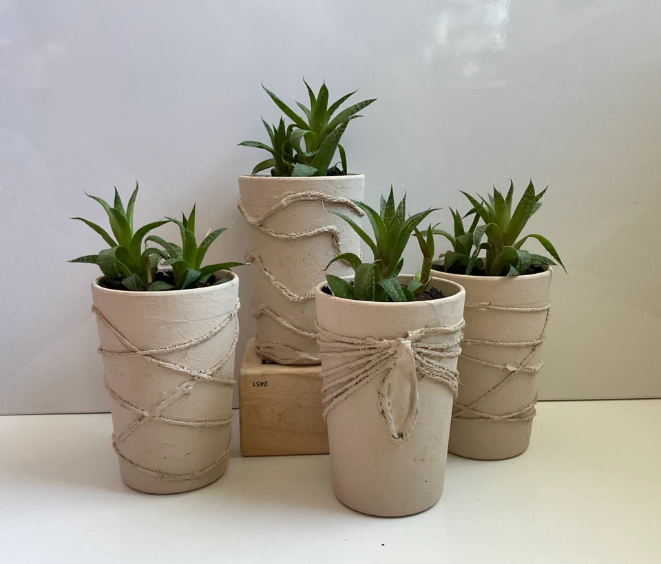 Potted Aloes/Alworthia hybrids