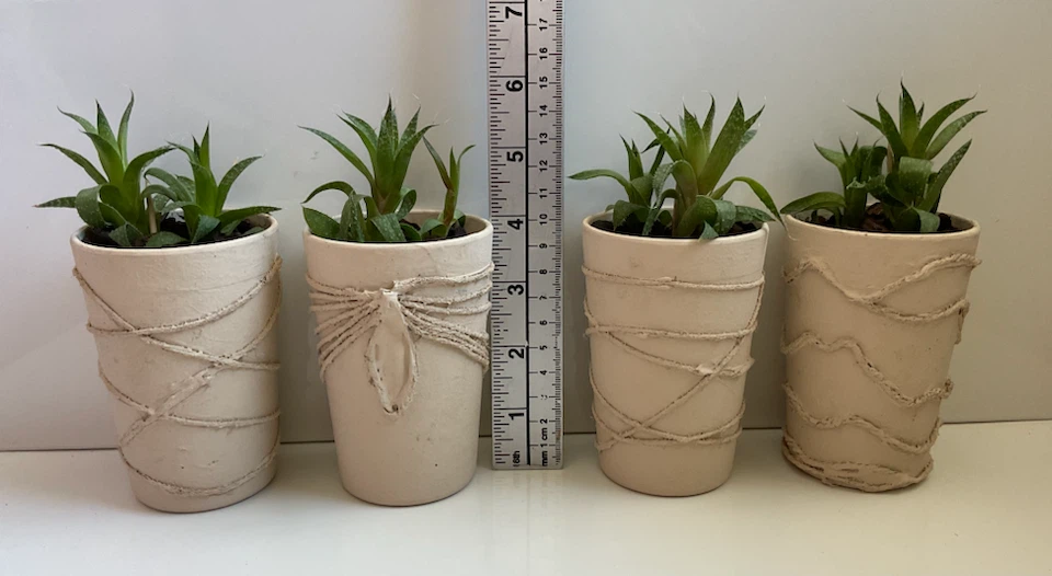 Potted Aloes/Alworthia hybrids - photo 2