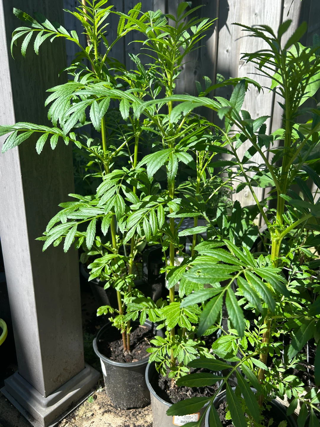 Marigold Plants $5 each