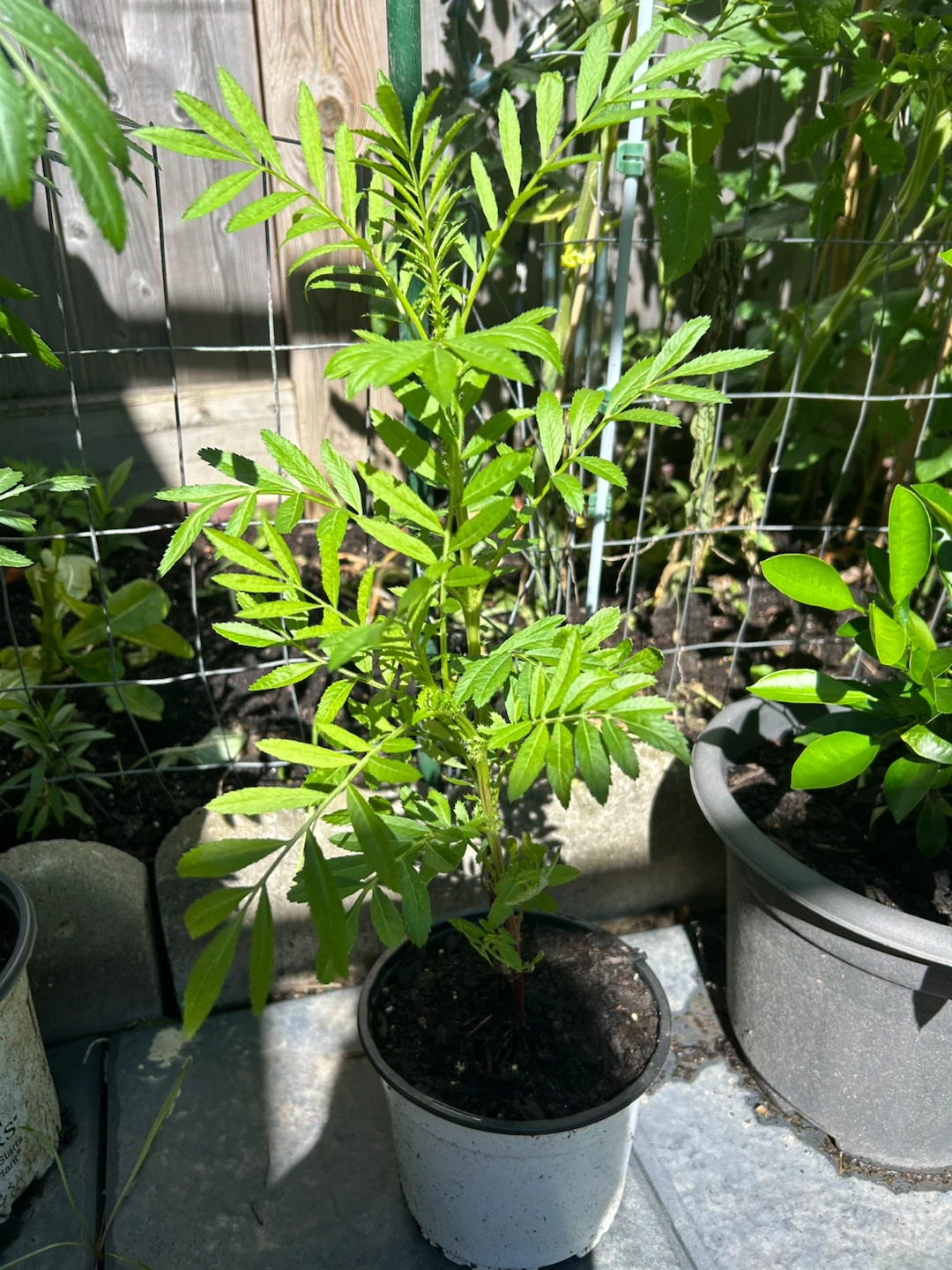Marigold Plants $5 each - photo 2