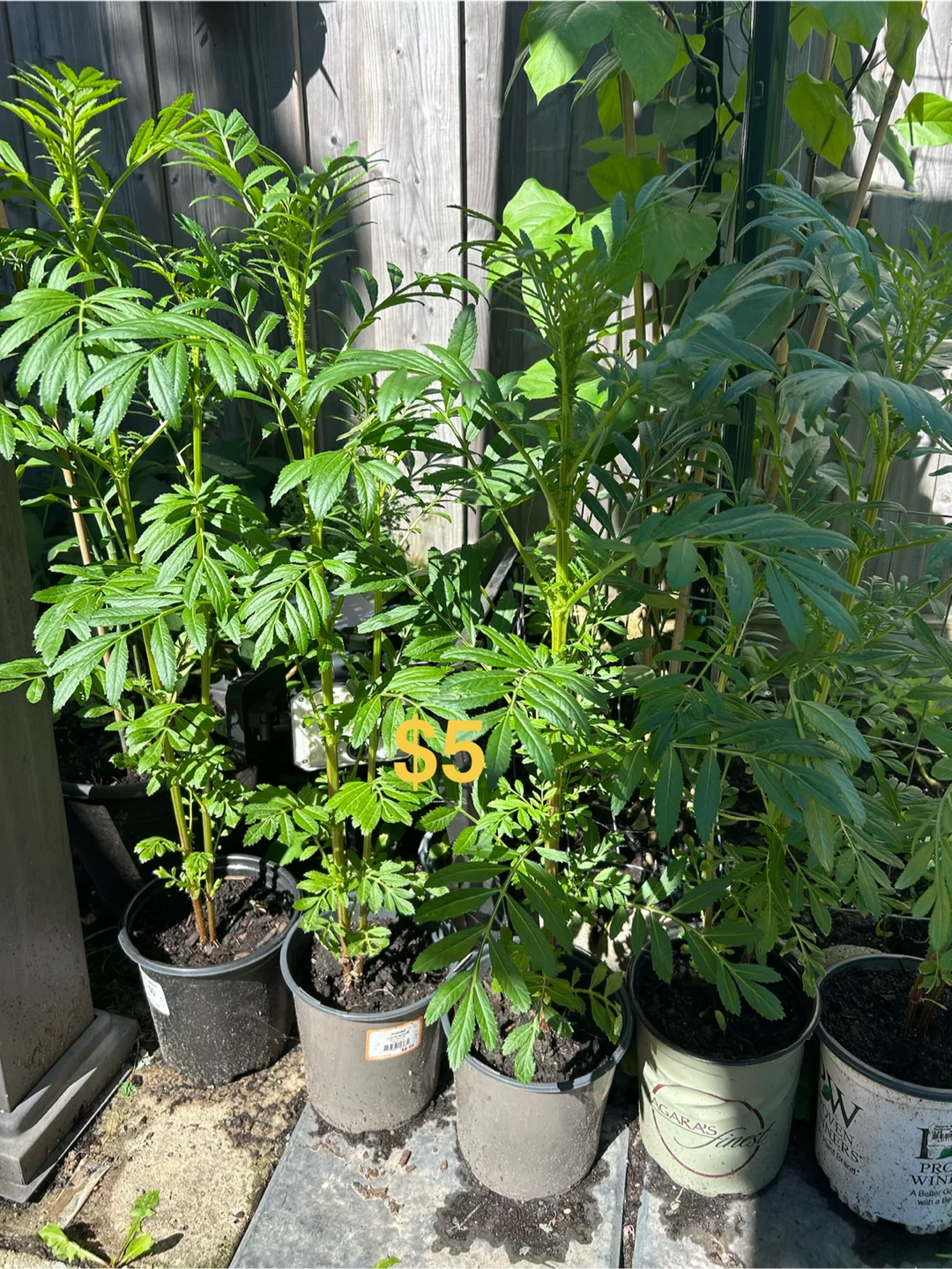 Marigold Plants $5 each - photo 3
