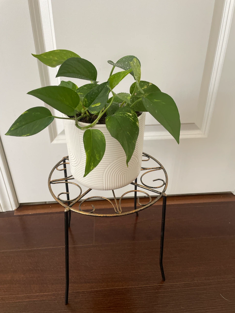 Pothos Plant in White ceramic Pot with Stand
