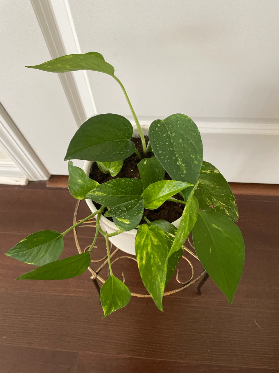 Pothos Plant in White ceramic Pot with Stand - photo 2