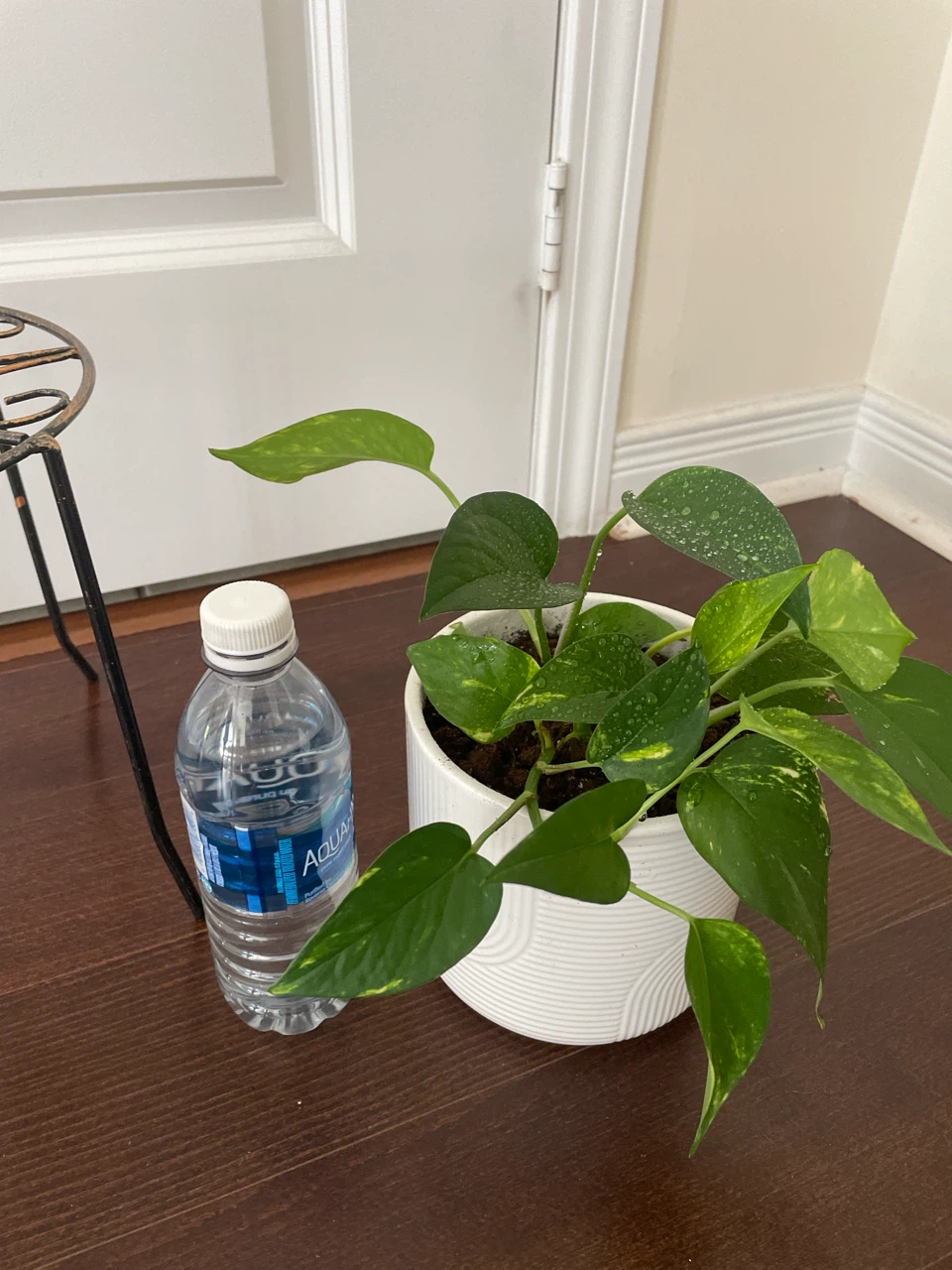 Pothos Plant in White ceramic Pot with Stand - photo 3