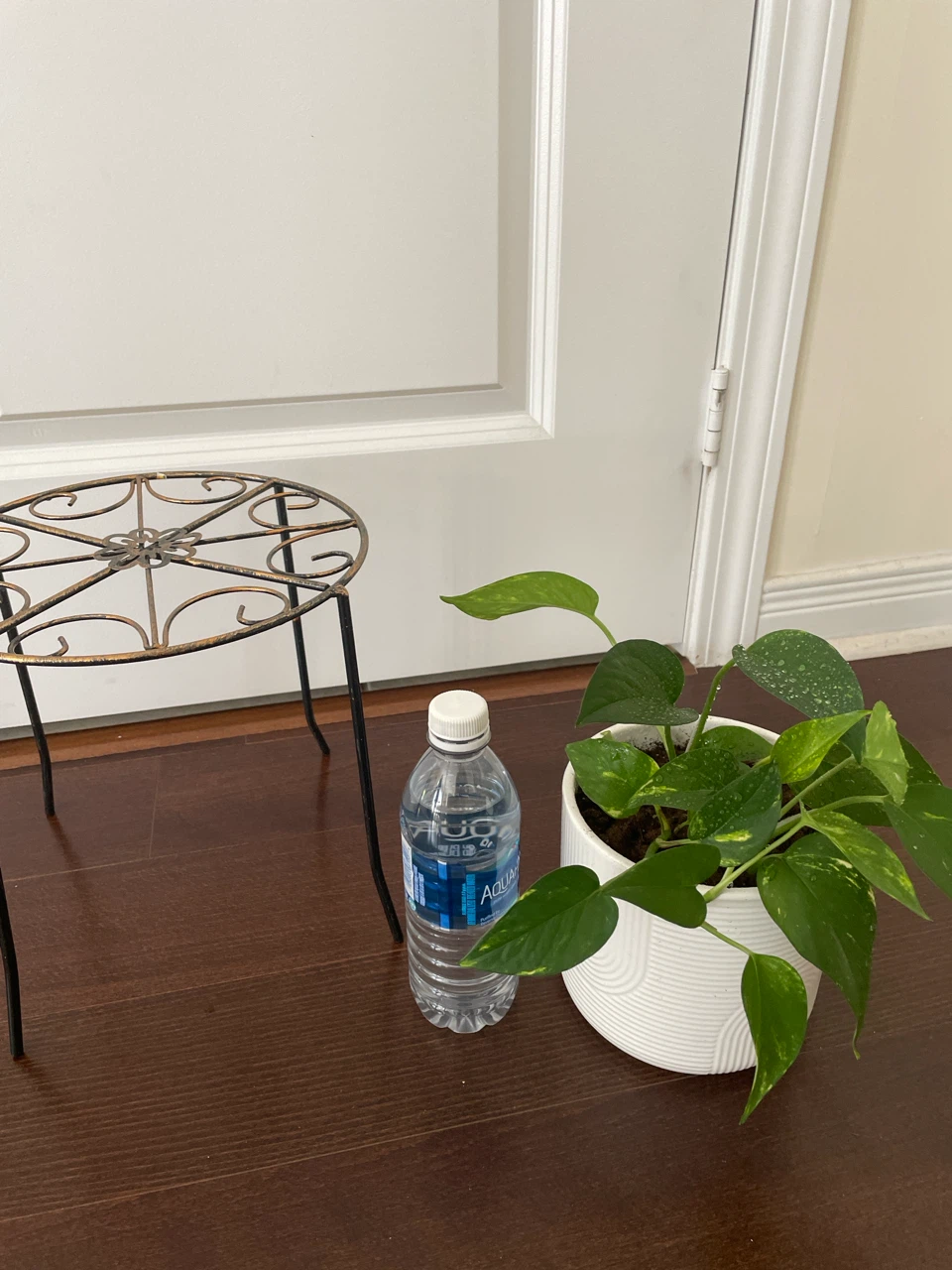 Pothos Plant in White ceramic Pot with Stand - photo 4