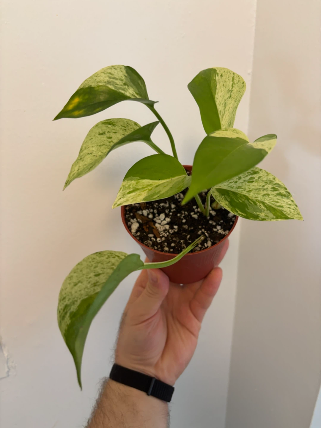 Marble Queen Pothos