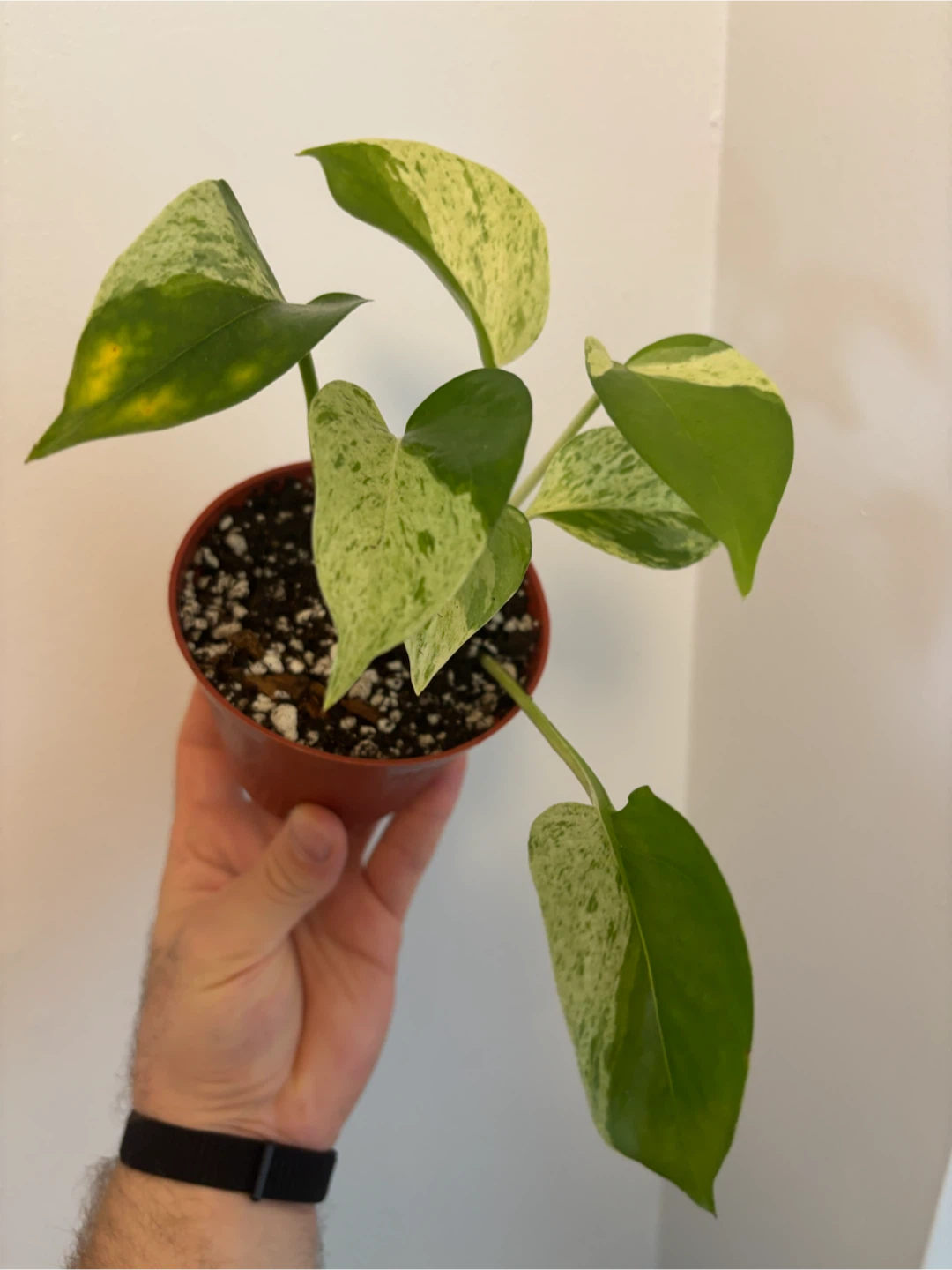 Marble Queen Pothos - photo 2