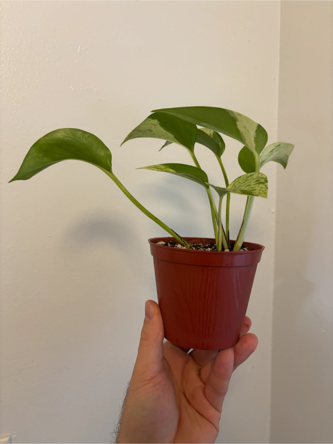 Marble Queen Pothos - photo 3