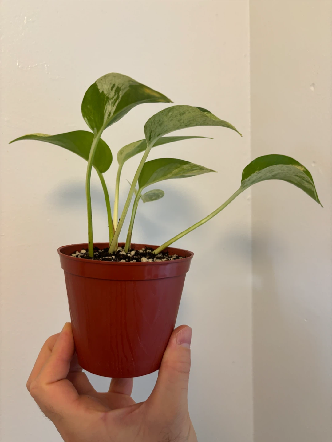 Marble Queen Pothos - photo 4