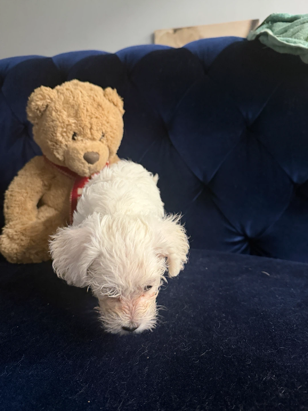 Fluffy brown  Teddy Bear