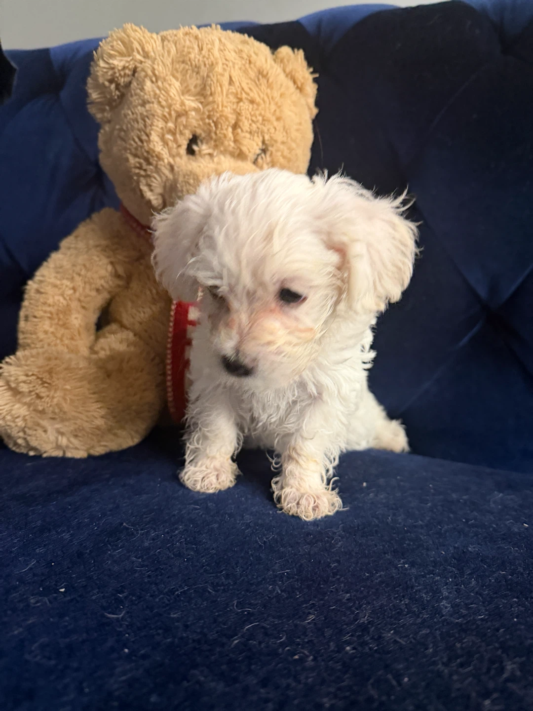 Fluffy brown  Teddy Bear - photo 2