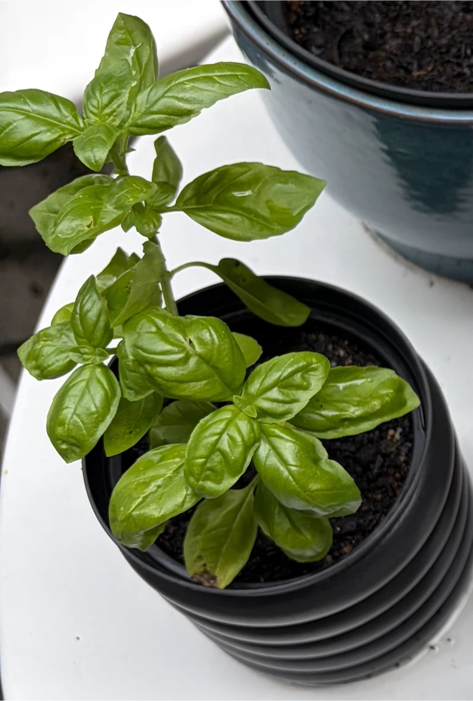 Small Basil Plants - Free!