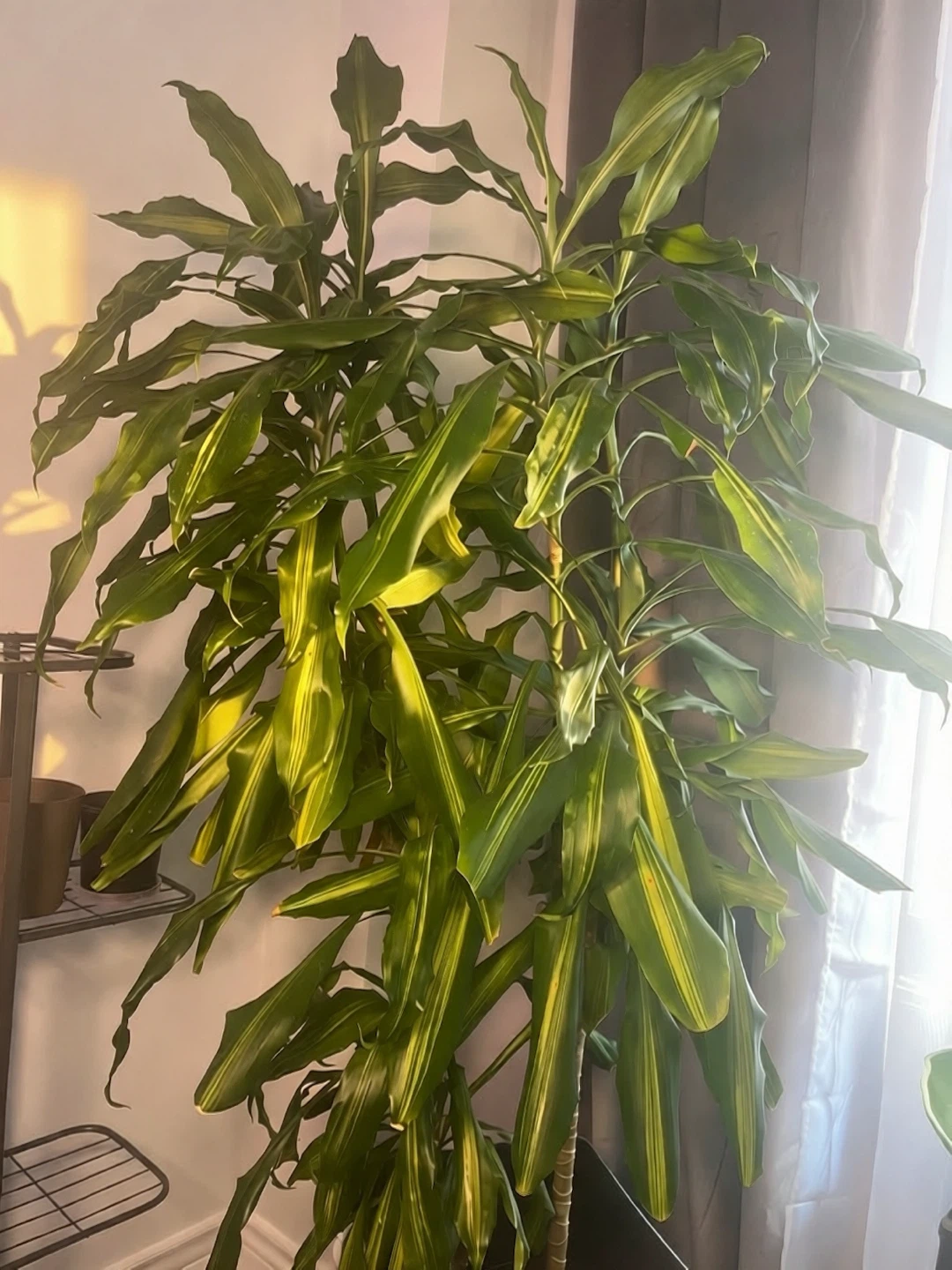 Tall Dracaena  Plant (Corn plant)