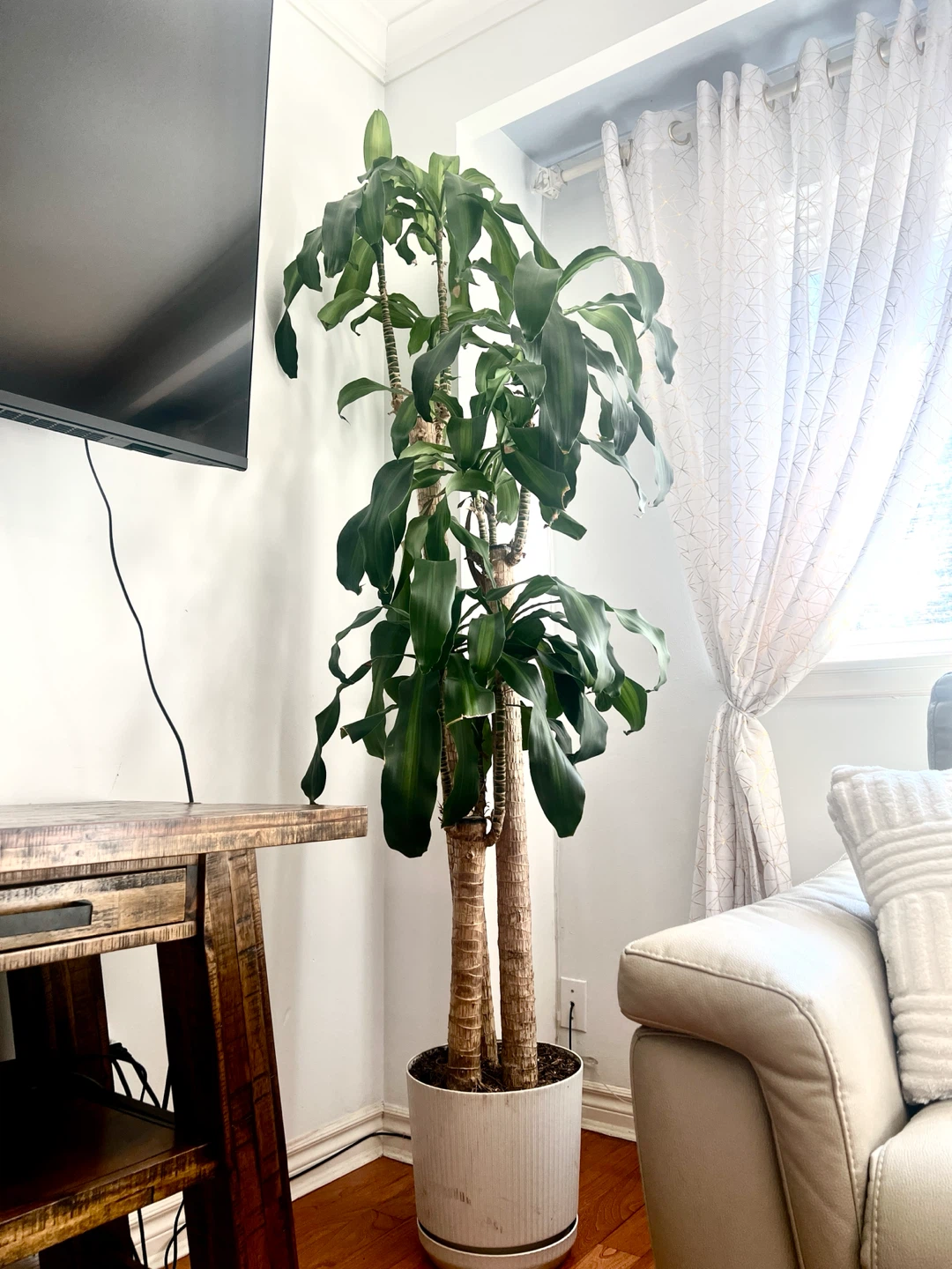 Huge Dracaena, large pot included