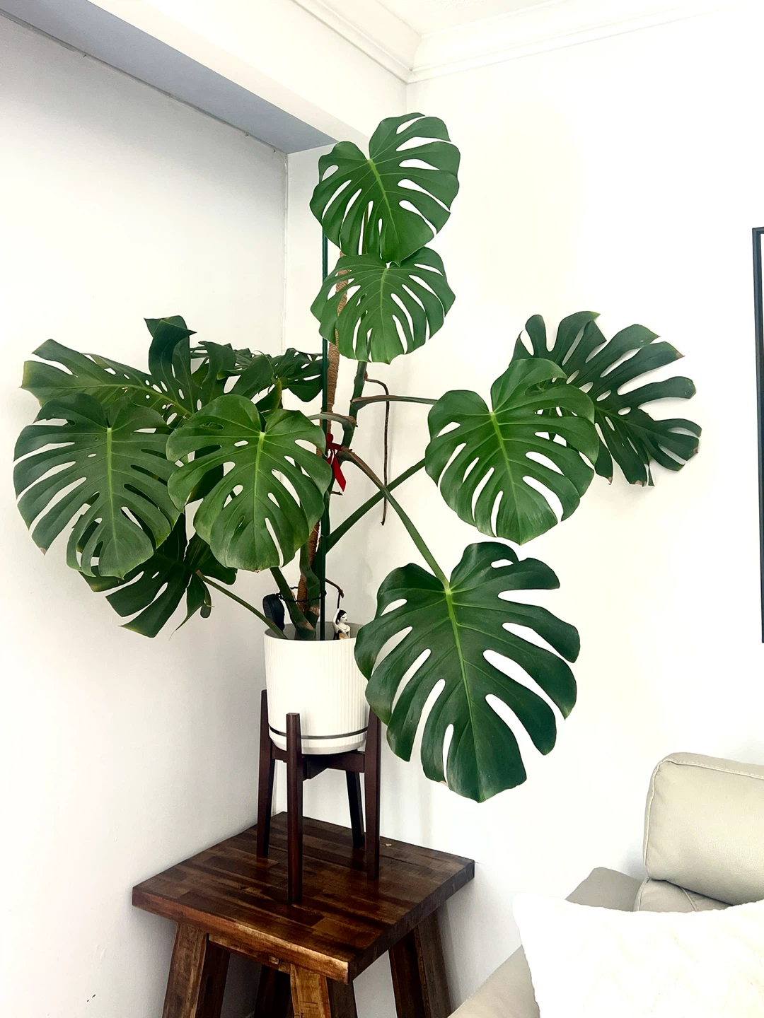Huge Monstera Deliciosa Plant
