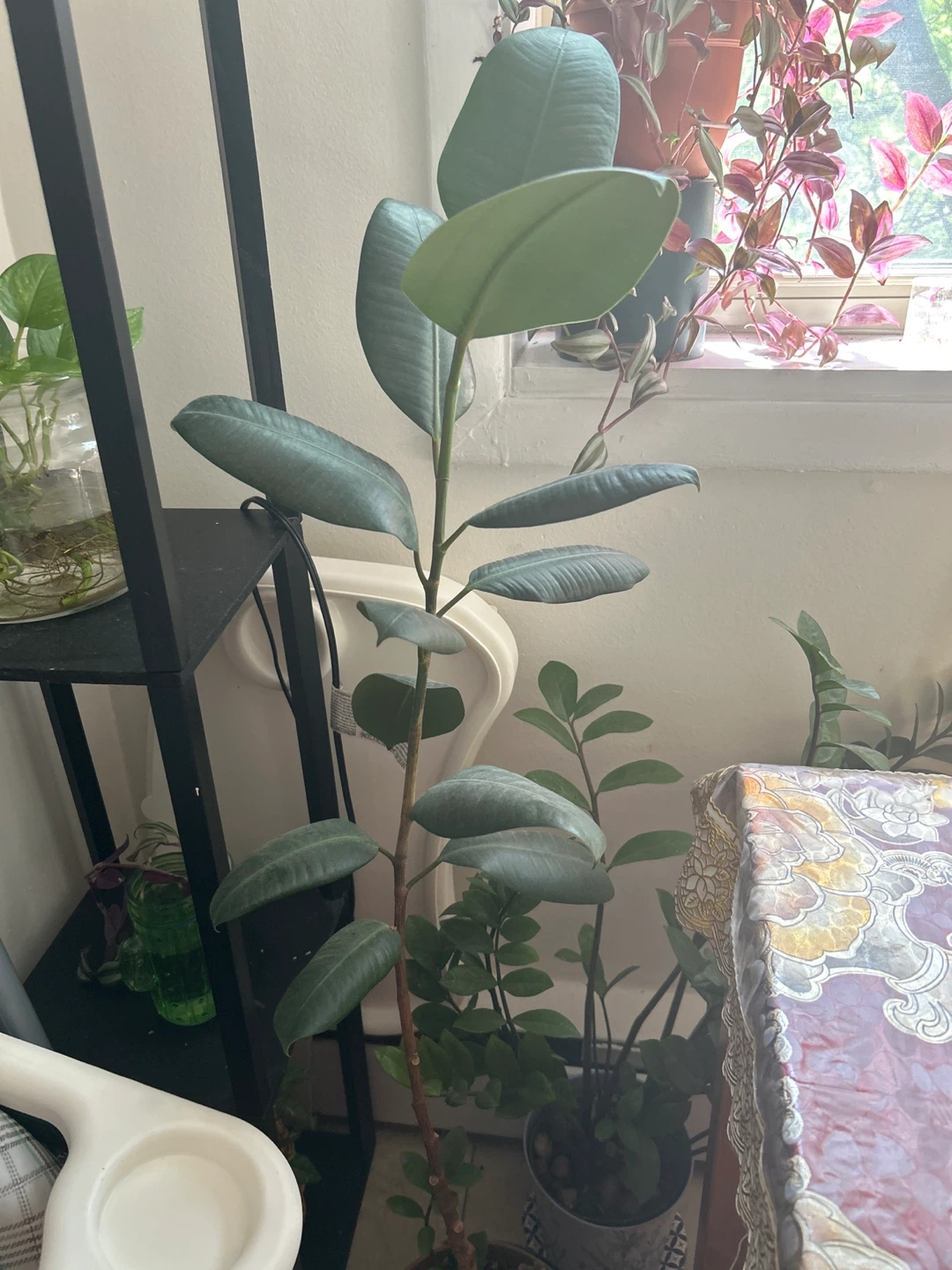 Rubber Plant