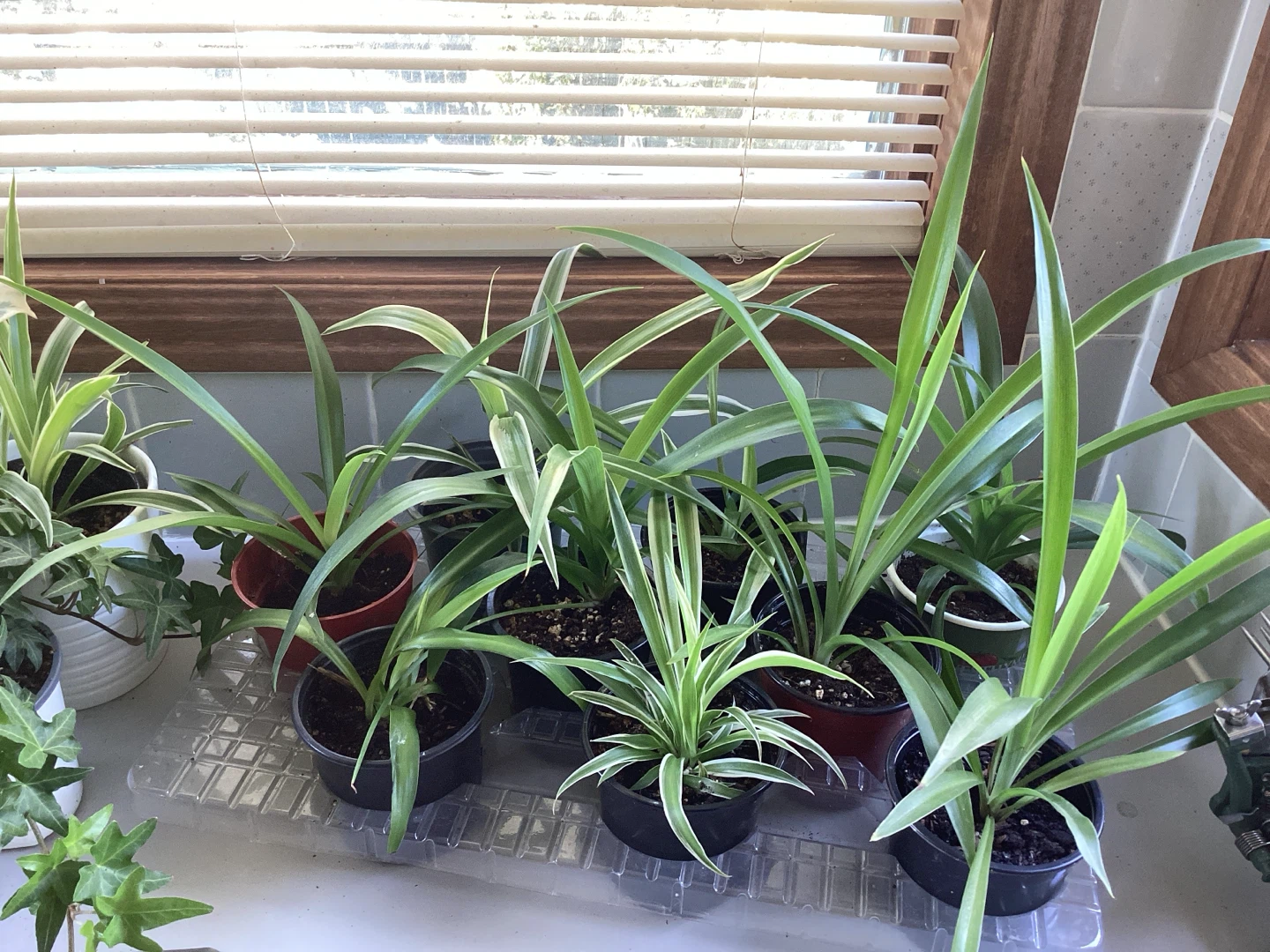 Spider plants ! Air Purifiers, safe for pets and children