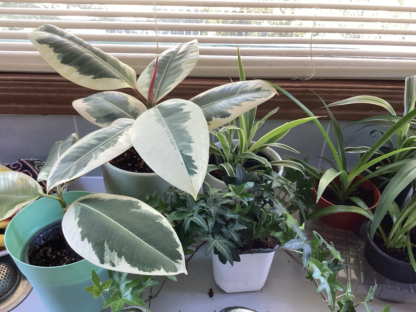 Spider plants ! Air Purifiers, safe for pets and children - photo 2