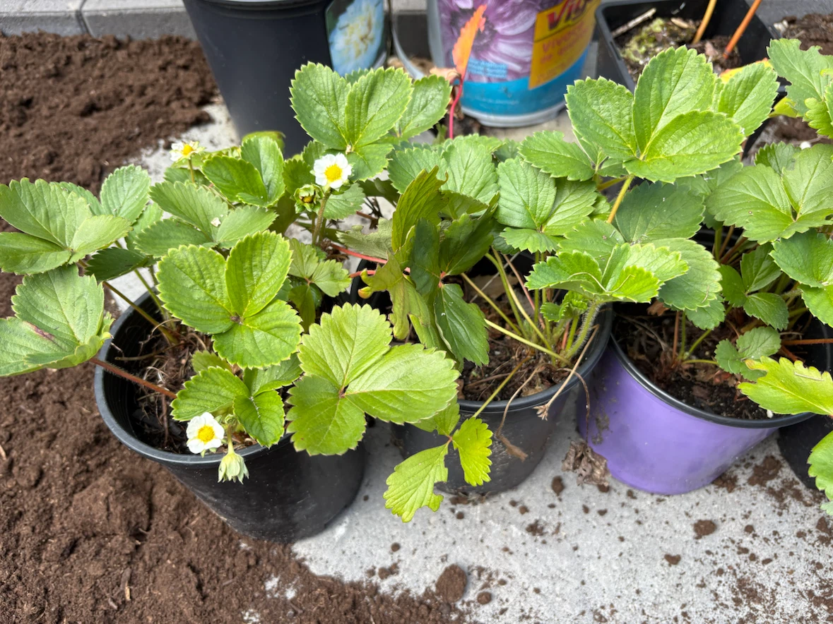 Strawberry Plants 🍓 - photo 2