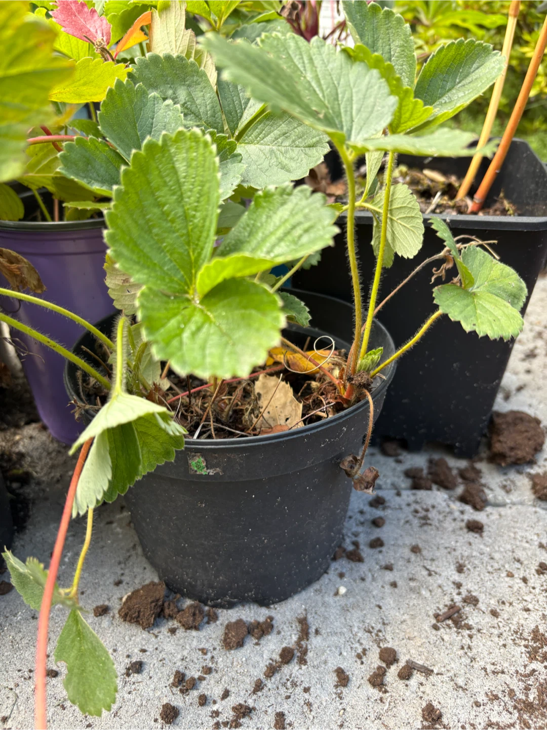 Strawberry Plants 🍓 - photo 3