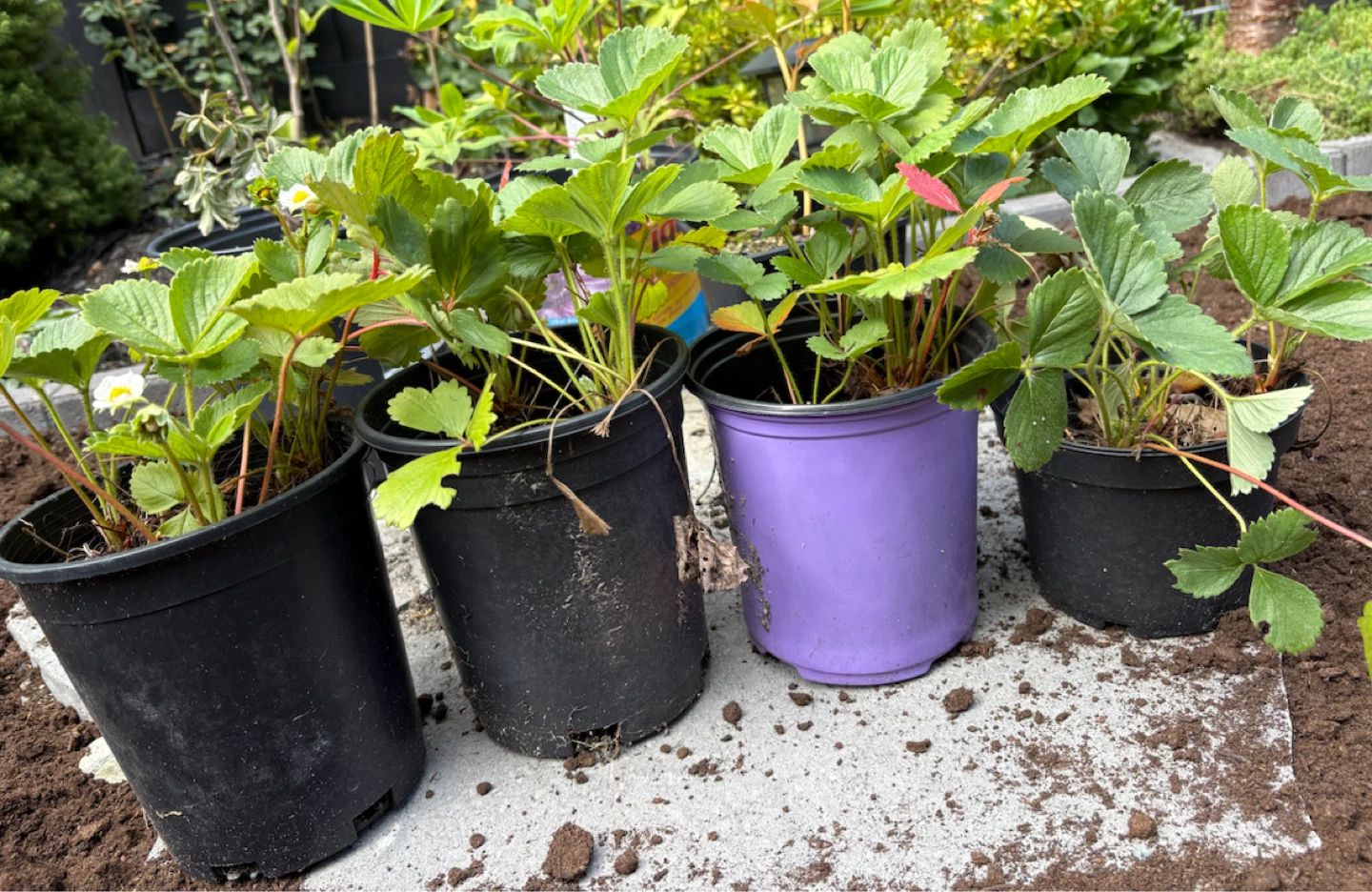 Strawberry Plants 🍓
