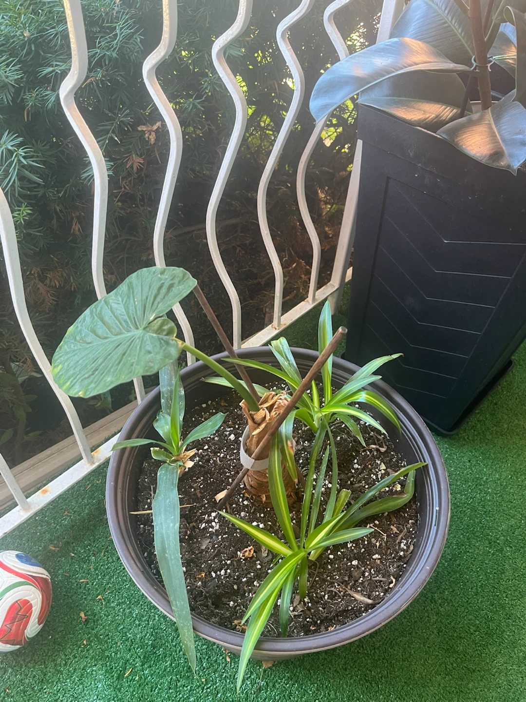 Elephant ears and 3 Yucca plants