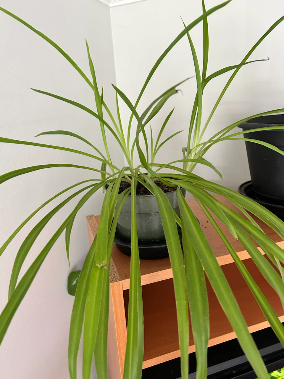 Spider Plant