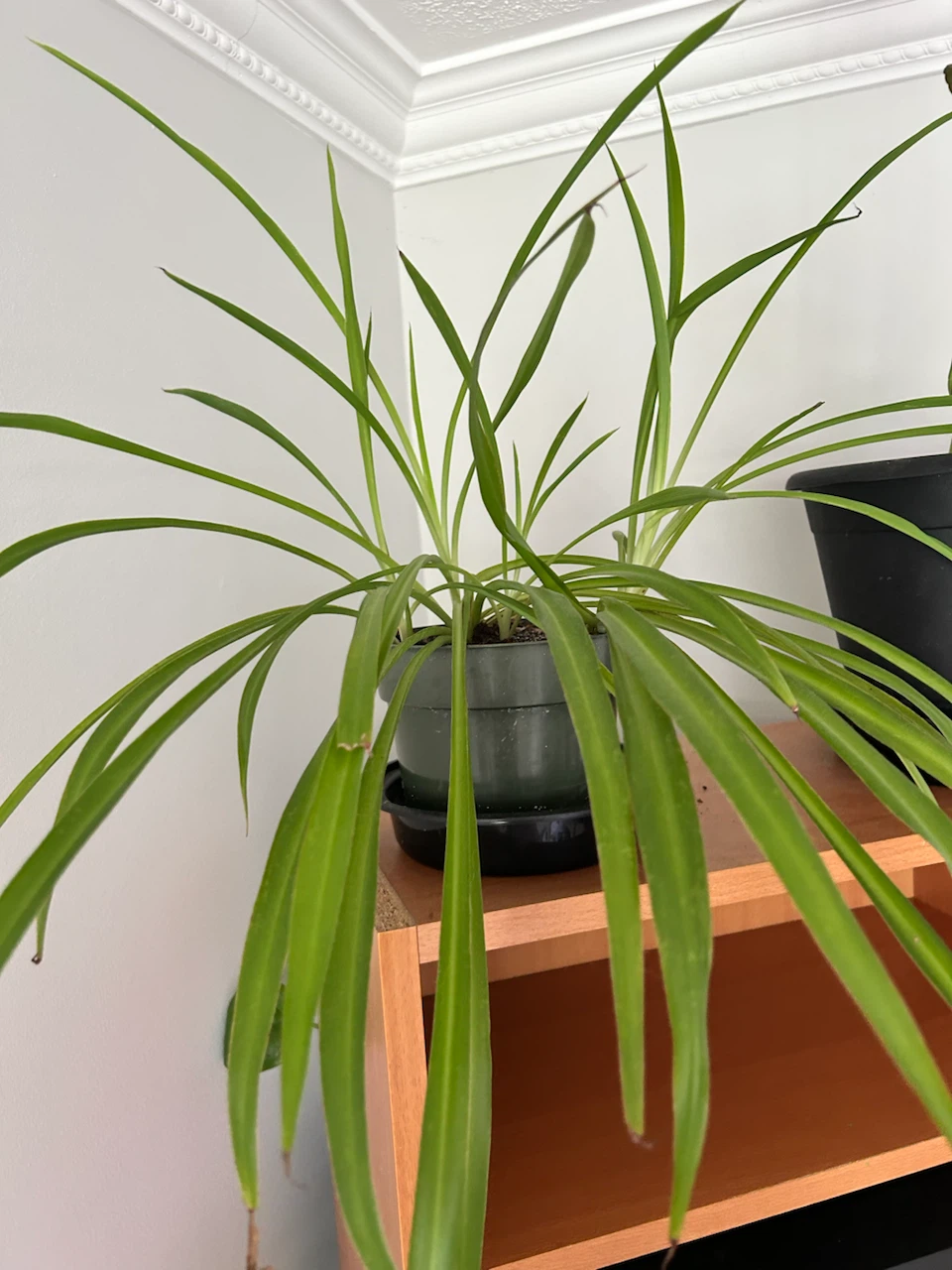 Spider Plant - photo 2