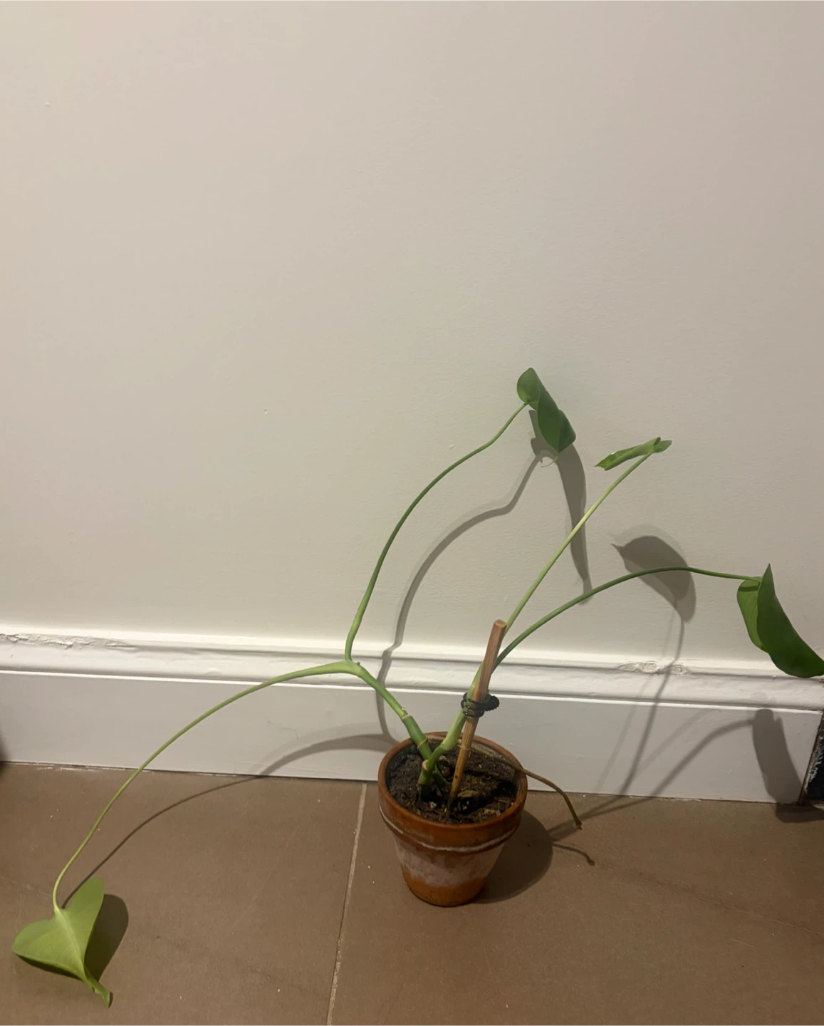 Monstera Deliciosa Plant