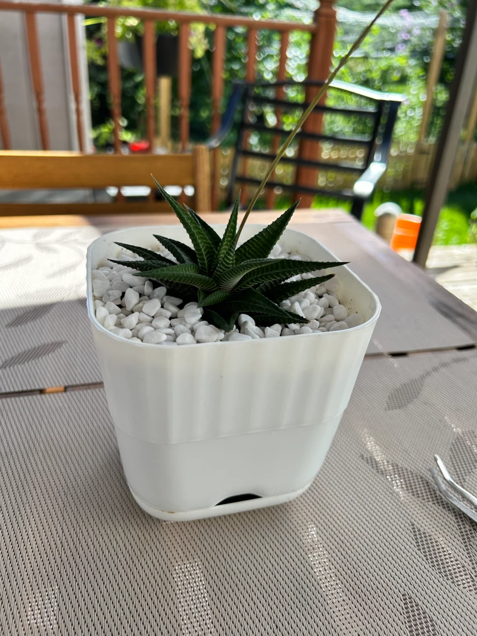 Succulent Plant in White Pot