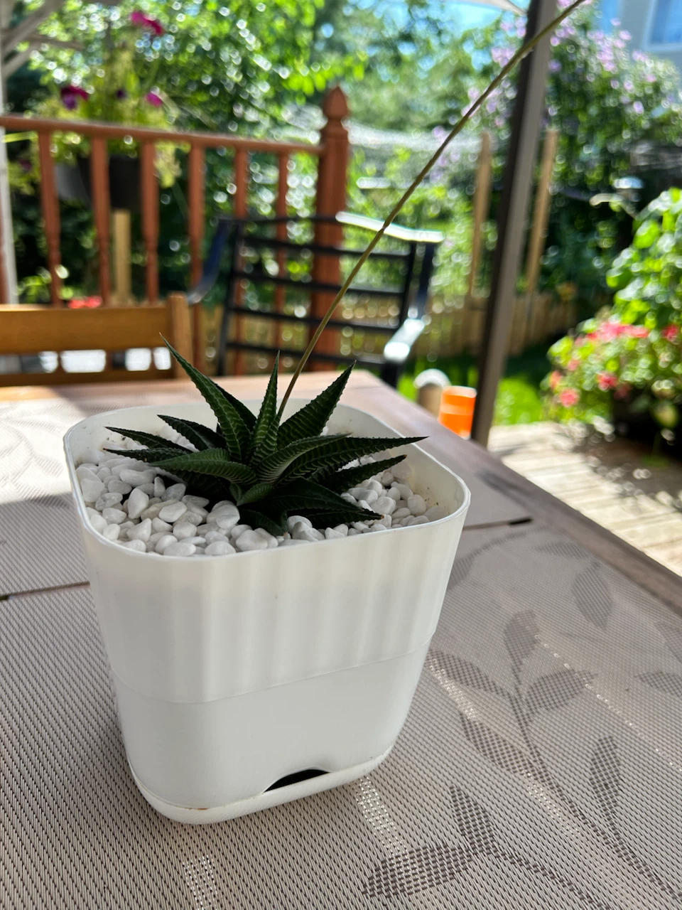 Succulent Plant in White Pot - photo 2