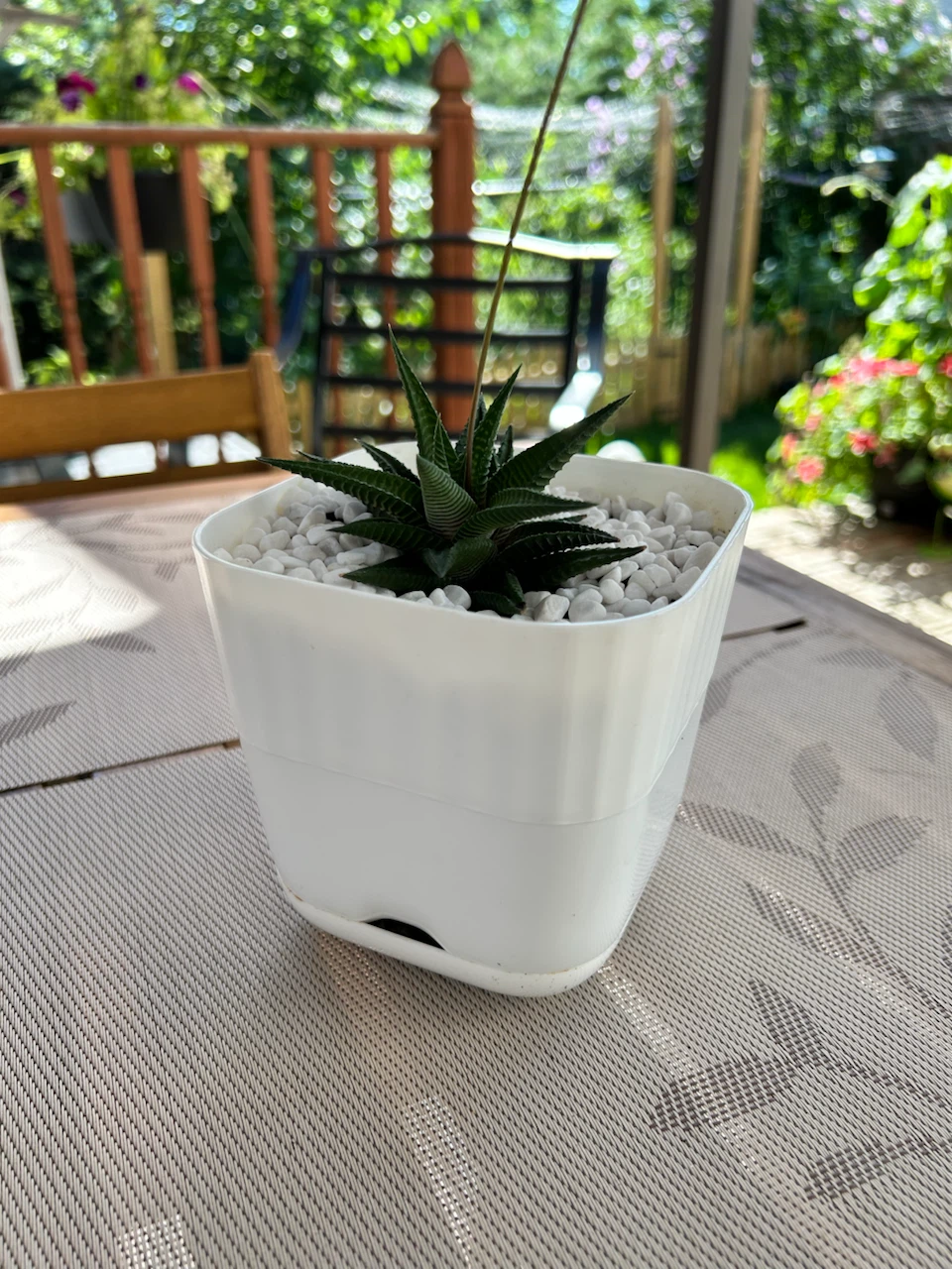 Succulent Plant in White Pot - photo 3